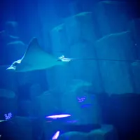 L'Aquarium Club
