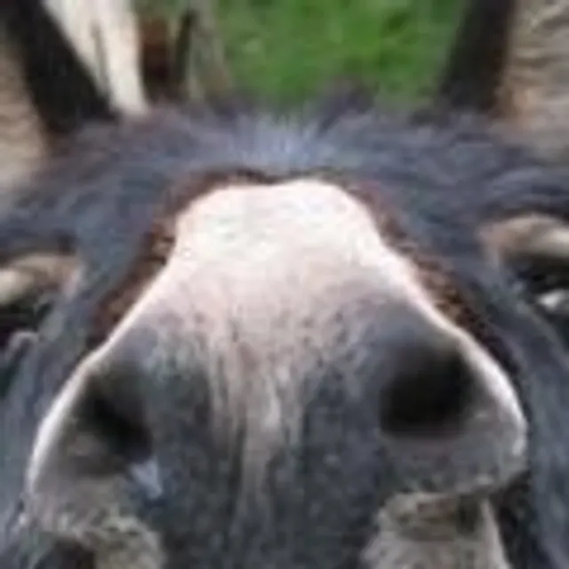 Abdou A