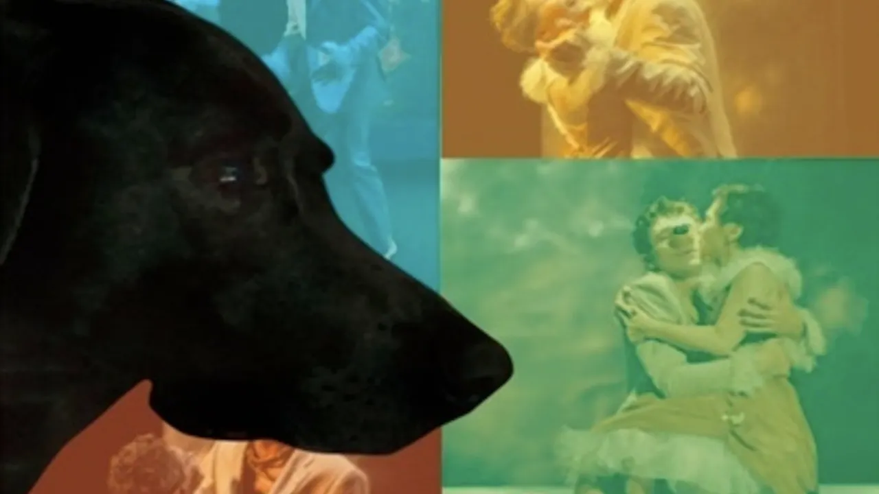 La Ballade de Mrs Blondie et de son chien Billy dans New York la nuit