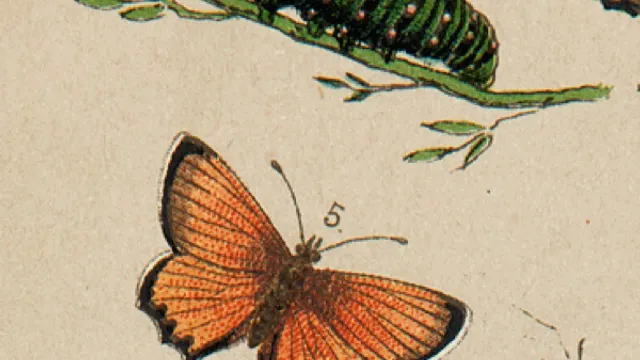 Exposition Darwin, l'original