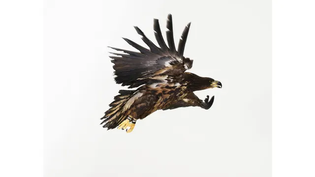 Exposition L'oiseau volé