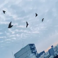 翔加と米沢