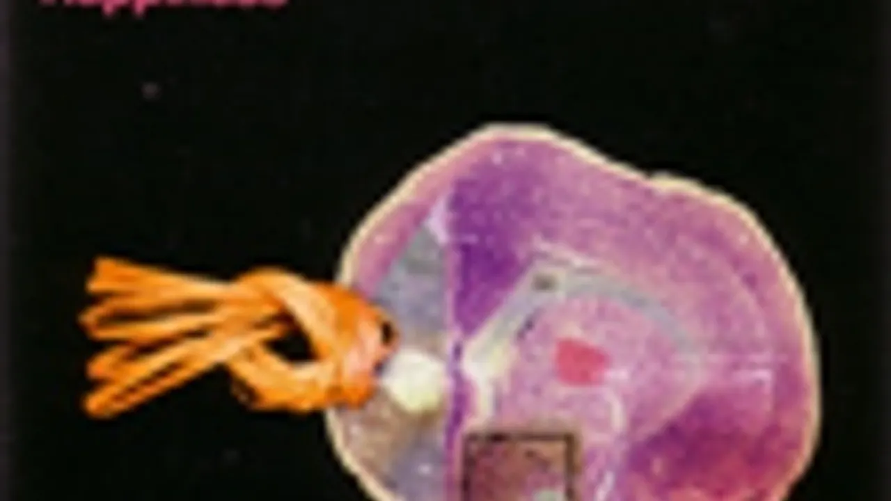 Lispector + Alligator + Gammy Bird