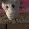 Tristan C