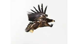Exposition L'oiseau volé