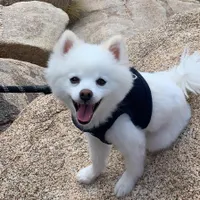 Lil Hank