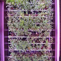 Mojito Lab