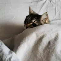 drmycat