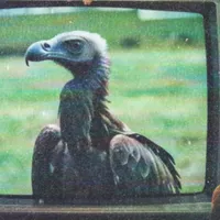Vivi Vulture