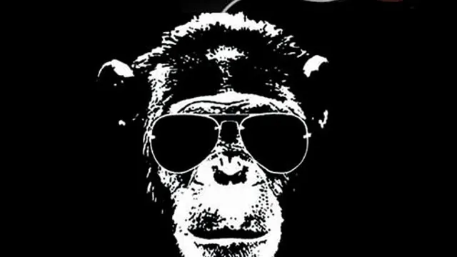 Casse Ton Singe 6