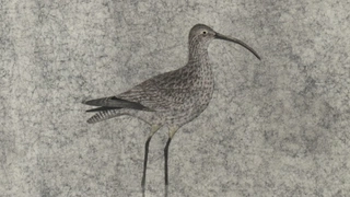 Shibunkaku  Nihonga : Nouvelles propositions pour le XXIe siècle