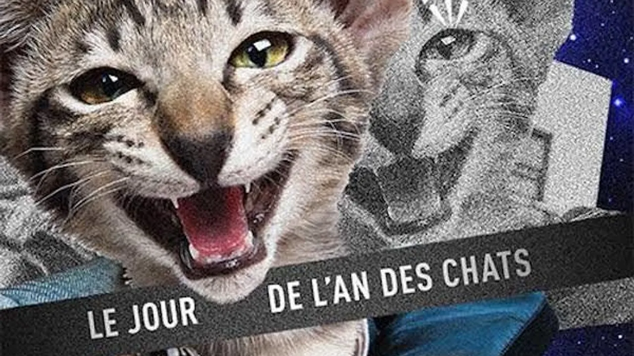 Fantasc - Le jour de l'an des chats