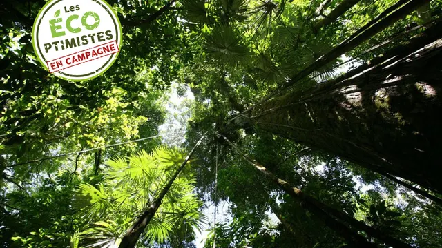 Le débat perché, Observer la biodiversité de la Canopée