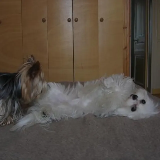 DogNurse B