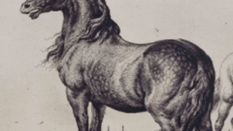 Vivre avec les animaux du XVIIe siècle