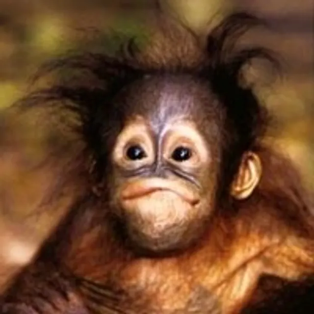 Emilie D
