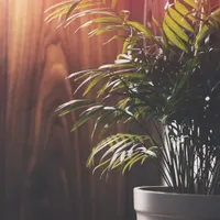 Ambient Endeavors