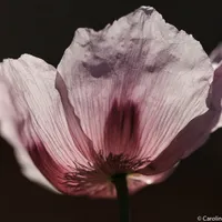 Paysages & Portraits Floraux