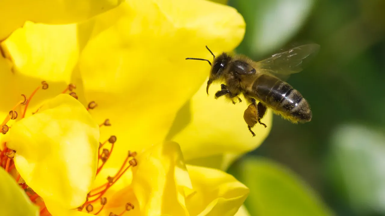 Fête du miel et des abeilles