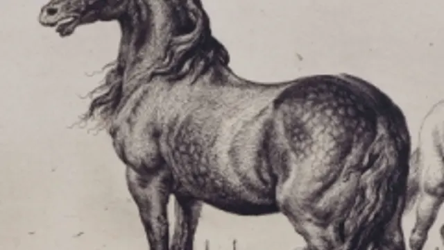 Vivre avec les animaux du XVIIe siècle