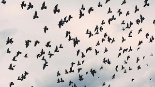 Les oiseaux de notre hiver