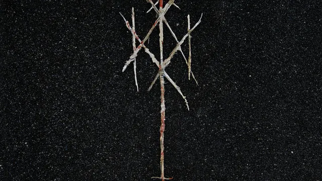 WIEGEDOOD