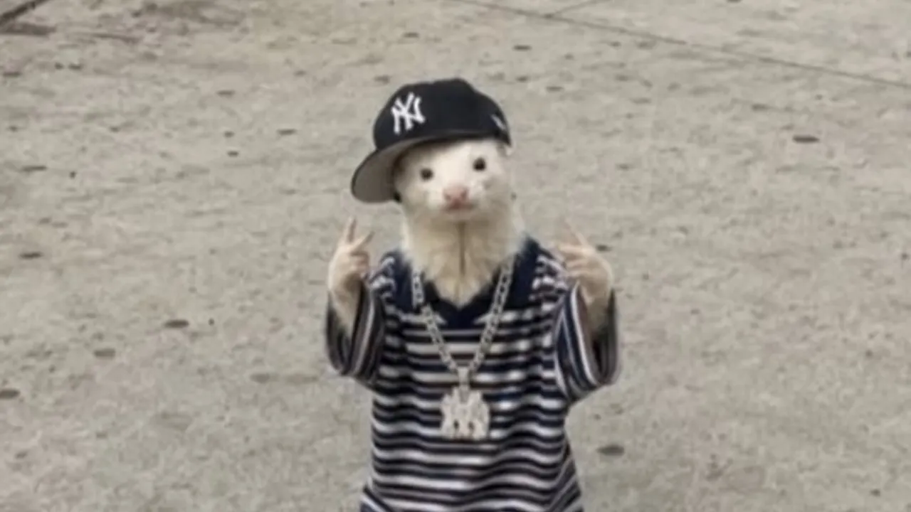 Mi Compa El Chino, Plastikboy