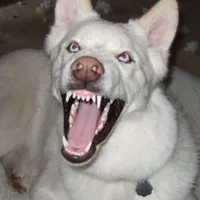 Keule
