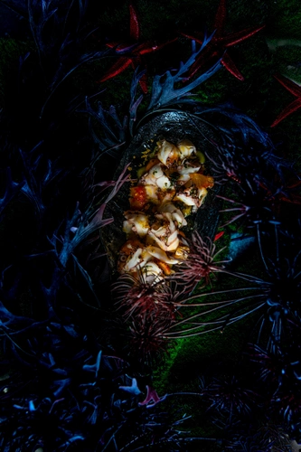Under the sea Restaurant Issy-les-Moulineaux