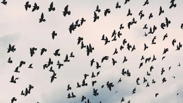 Les oiseaux de notre hiver
