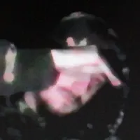 Noveci