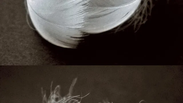 Ballet de l'Opéra national du Rhin / Radhouane El Meddeb "Le lac des cygnes"