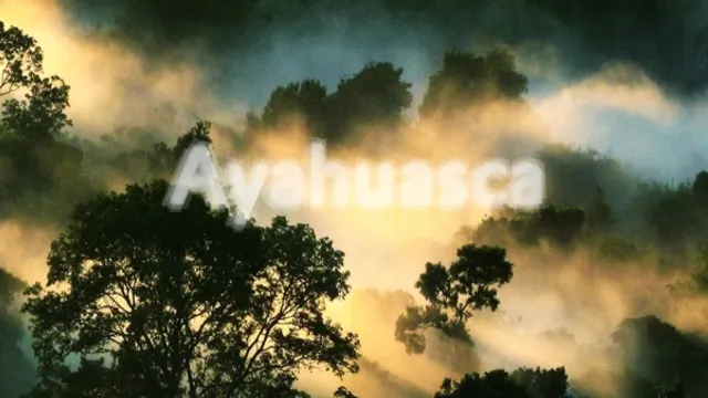 AYAHUASCA : CHRISTIAN LÖFFLER Live, AMENTIA Live, SORÄ !