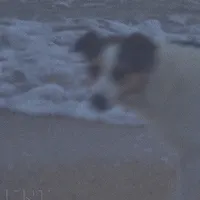 Dog silent