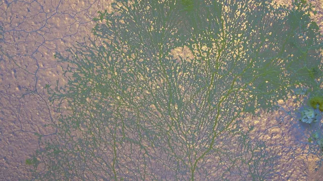 Mimosa Echard - Spora