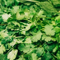 Blitz