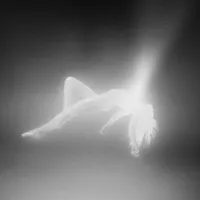 Eli Preiss