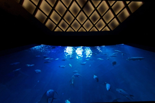 L'Aquarium Club Club Paris