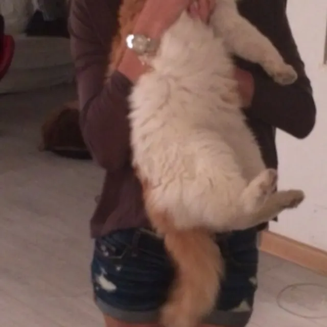 Akhilla G