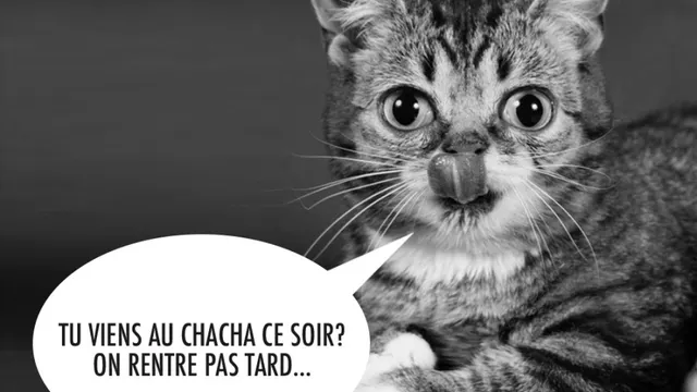 This Night at «CHACHA CLUB»