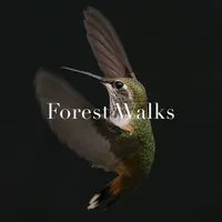 Forest Walks
