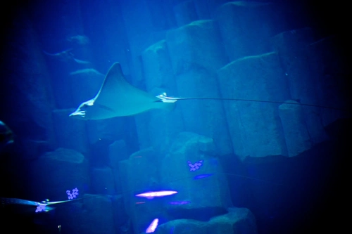 L'Aquarium Club Club Paris