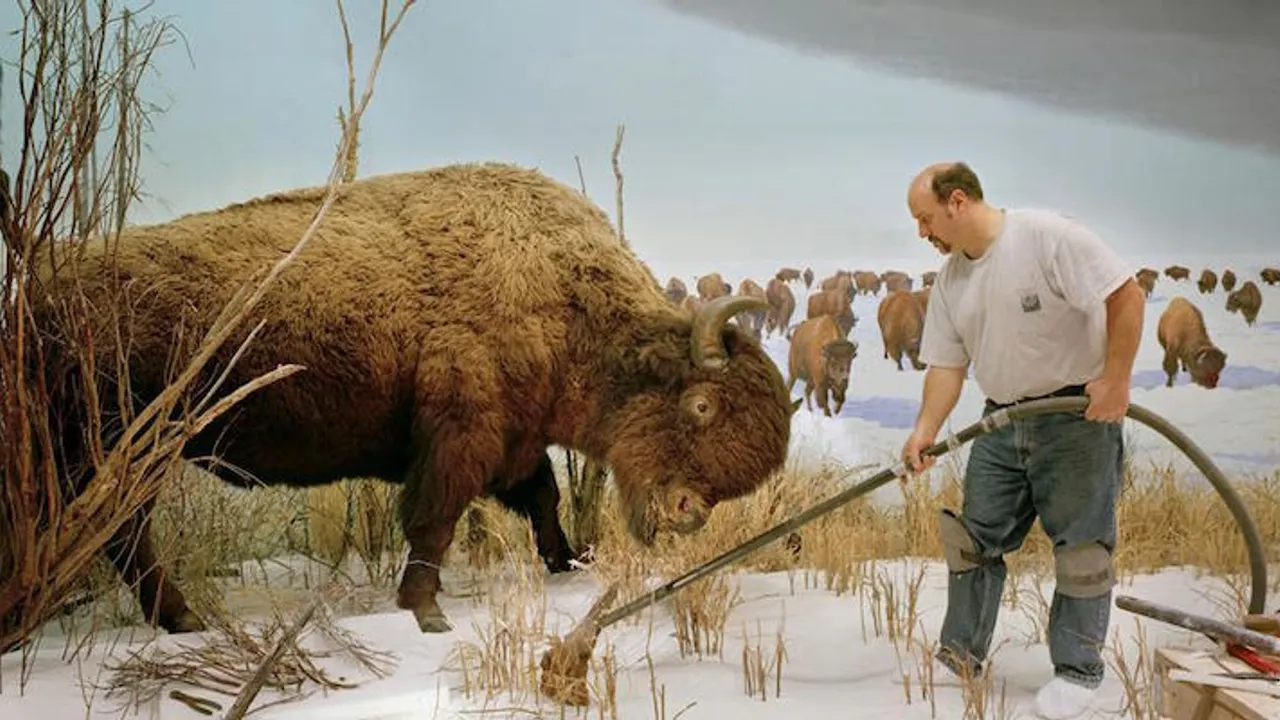 Dioramas
