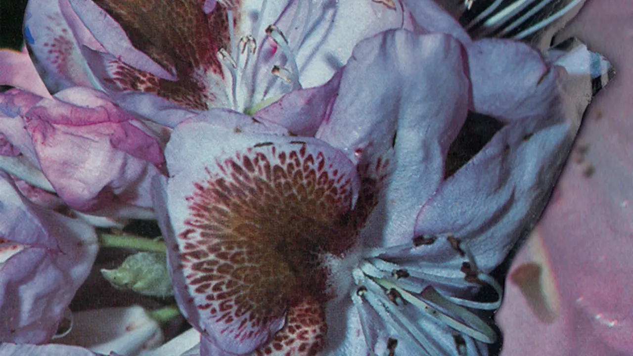 World of Echo presents... April Magazine, Teresa Winter & Requisit