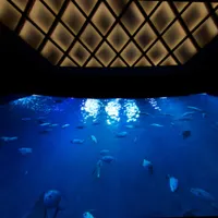 L'Aquarium Club