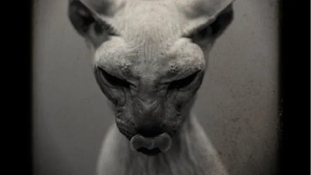 DIVINORUM - cabaret freaks