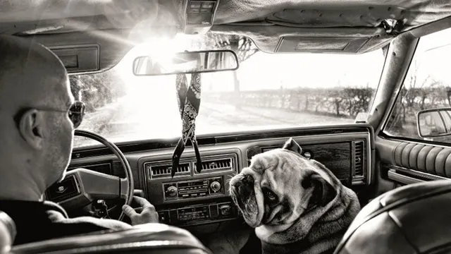 Exposition "Mon anglais est un bulldog - Projet H." de Fico