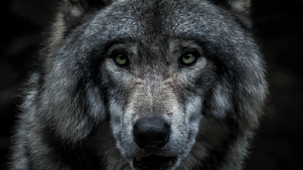 RENCONTRE DÉPLIÉE : « MÉNAGER LA CHÈVRE ET LE LOUP »