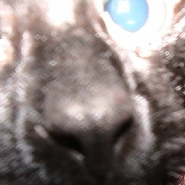 THOMAS H