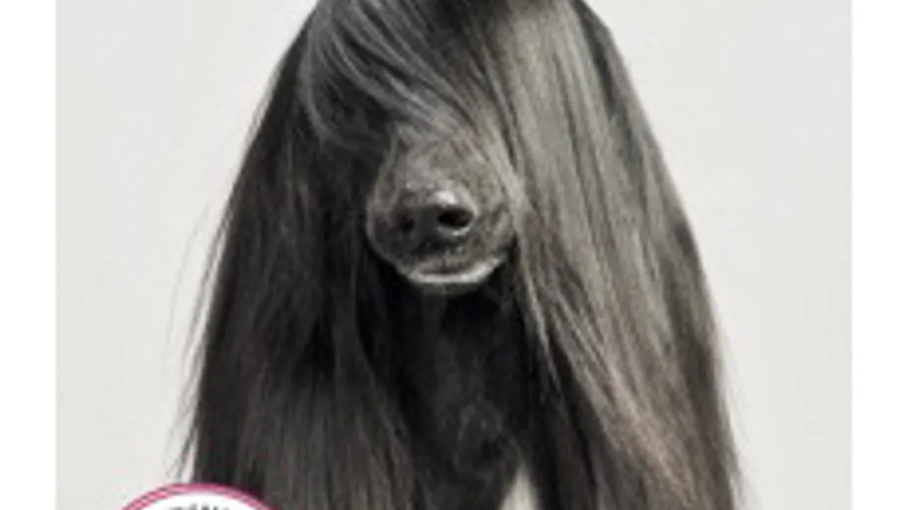 Woof Une exposition qui a du chien